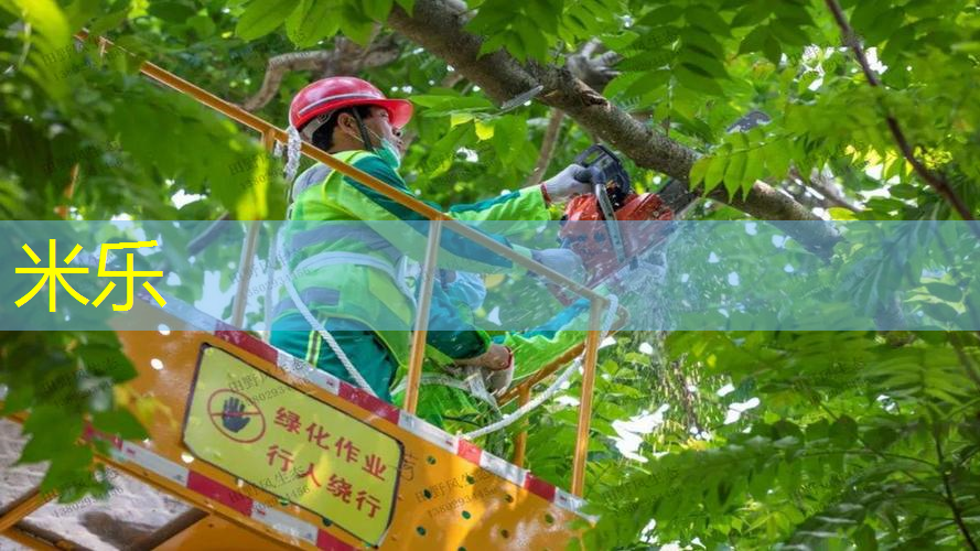 进口带弹力绳的网球拍