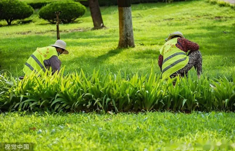 种植绿化草坪不再难：跟着我们的步骤轻松上手！